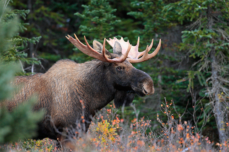 Coniferous Forests PowerKnowledge Life Science