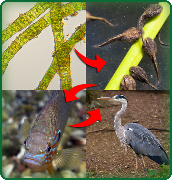 Pond Food Chains PowerKnowledge Life Science