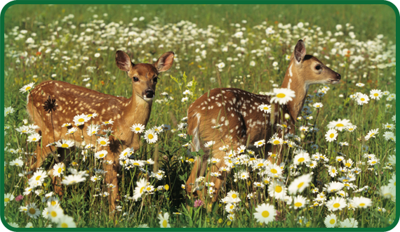 These white-tailed deer are consumers that are herbivores.