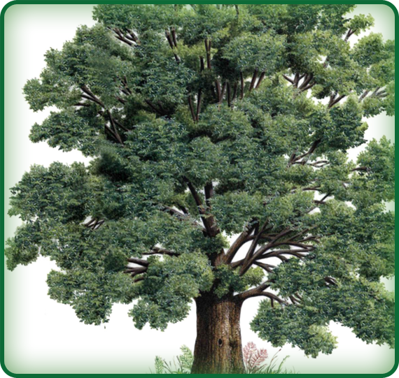 This English Oak tree is just one of the many varieties of oak trees.