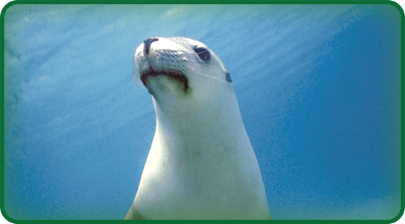 Seals have adapted over time so that they have flippers. This adaptation means that although seals are not great walkers on land, they are graceful and fast in the water.